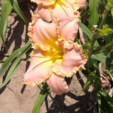 You're Special Daylily