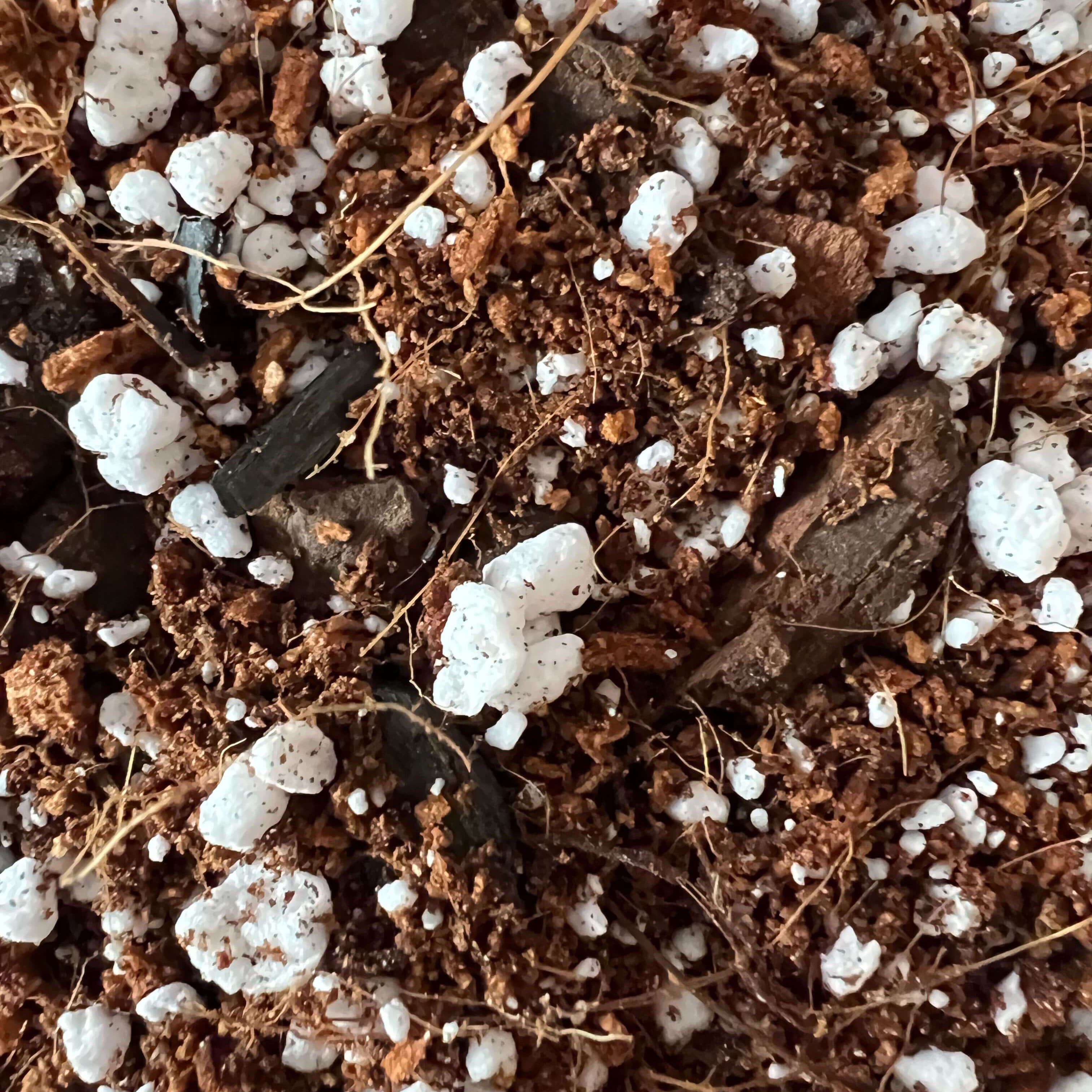 11+ Zz Plant Potting Soil ZZ Plant Imperial Potting Soil – rePotme