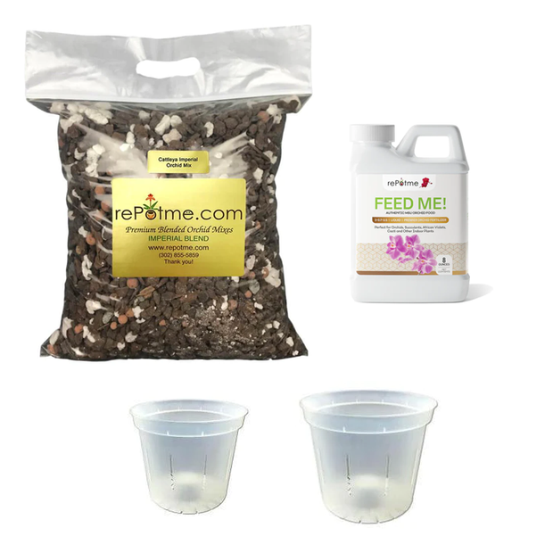 Cattleya Orchid Starter Kit