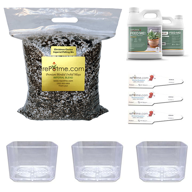 Christmas Cactus Starter Kit