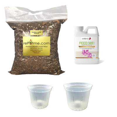 Cymbidium Orchid Starter Kit