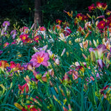 Mixed Daylily Sampler Pack (24 Plants)