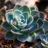 Easy-Care Echeveria