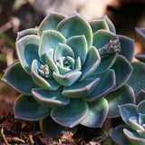 Easy-Care Echeveria