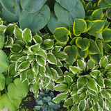 Mixed Hosta Sampler Pack (25 Plants)