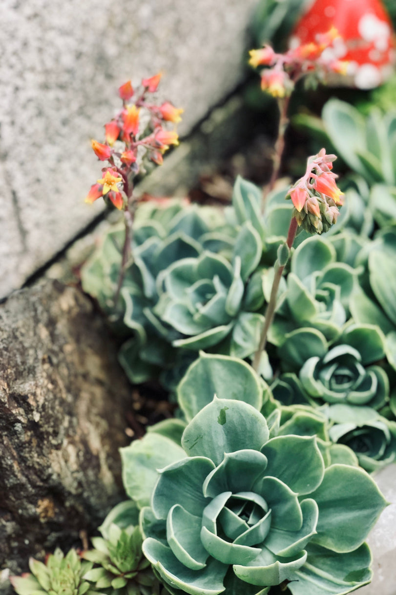 clear succulent plants for sale 3" Crystal Clear Succulent Pot – rePotme
