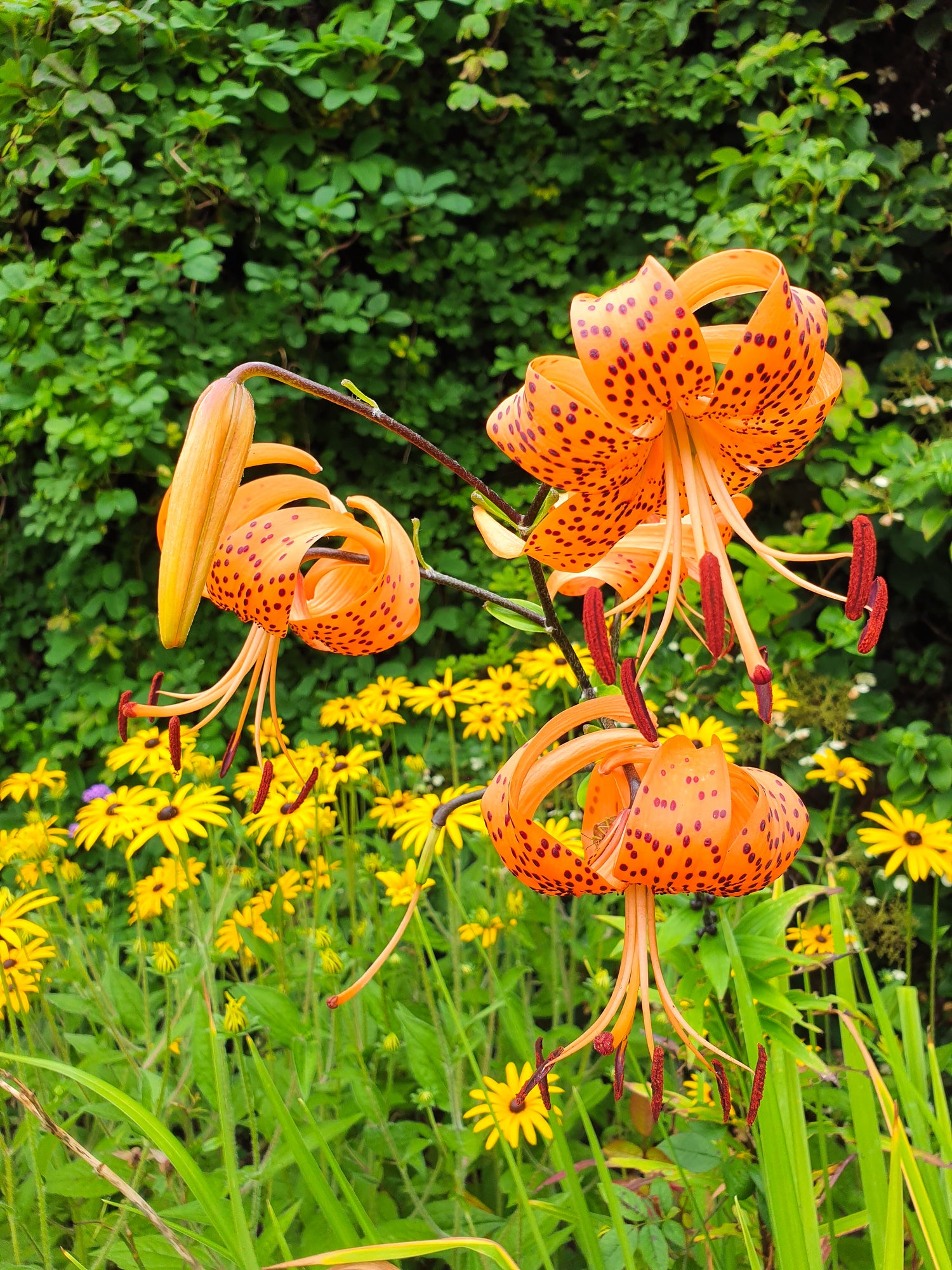 lily house plants Royal Sunset LA Hybrid Lily – rePotme