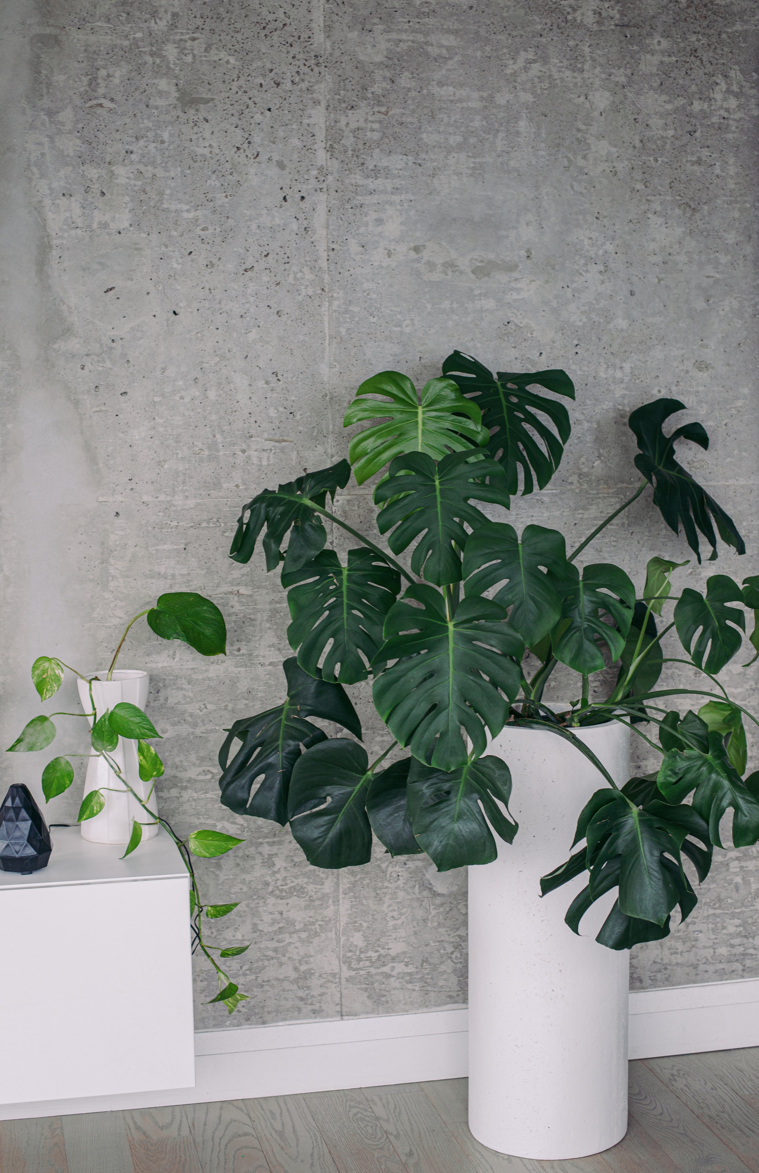 Shop Houseplants