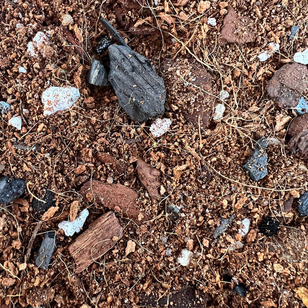 Potting soil for money tree discount