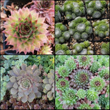 Spring The Whole flock Hen & Chick Collection Succulent
