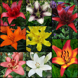 Spring Asiatic/LA Hybrid Lily Collection
