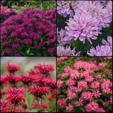 Spring BeeBalm Collection