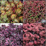 Spring Sedum Collection
