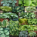 Spring Top 15 Hosta Collection