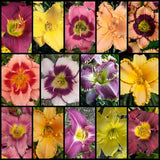 Mixed Daylily Sampler Pack (24 Plants)
