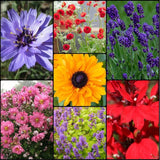 Spring Sun Loving Garden Collection