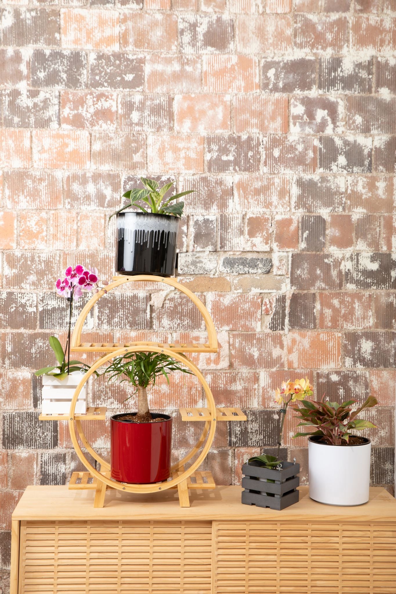 All Purpose Orchid Starter Kit rePotme All Purpose Orchid Starter Kit rePotme