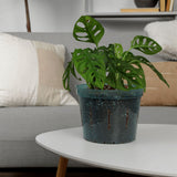10 inch Slotted Orchid Pot (3 Pack)