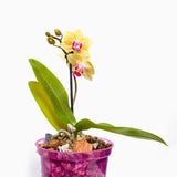 3 inch Slotted Orchid Pot (3 Pack)