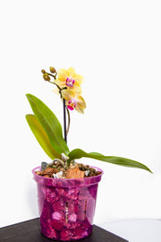 Spectrum 4 Pack of Slotted Orchid Pots - Color Cascade