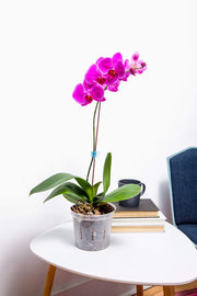 Phalaenopsis Dark Orchid Starter Kit
