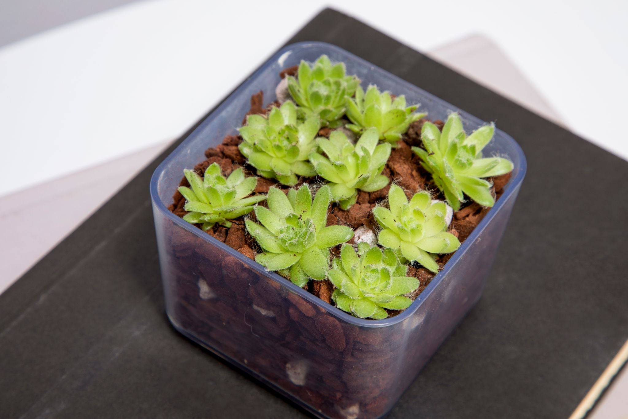 succulent repotting kit All Purpose Cactus & Succulent Starter Kit – rePotme