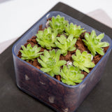 All Purpose Cactus & Succulent Starter Kit