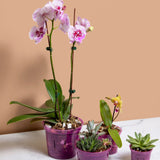 3 inch Slotted Orchid Pot (3 Pack)