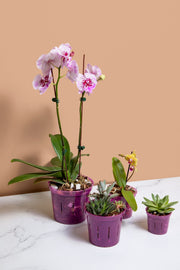 3 inch Slotted Orchid Pot (6 Pack)