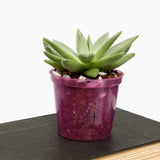 8 inch Slotted Orchid Pot (6 Pack)