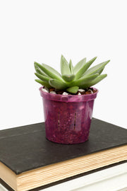 8 inch Slotted Orchid Pot (6 Pack)