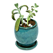 3" Teal Jade Ceramic Succulent Pot - Elliptical Elegance