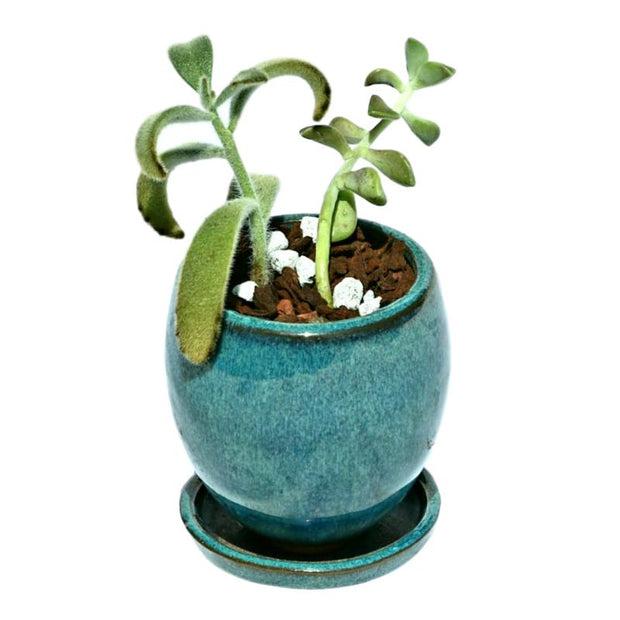 3" Teal Jade Ceramic Succulent Pot - Elliptical Elegance