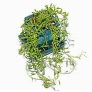 2" Teal Jade Ceramic Succulent Pot - Rounded Rectangle