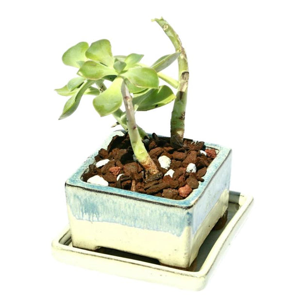 2" Ocean Mist Over White Diamond Ceramic Succulent Pot - Shallow Square