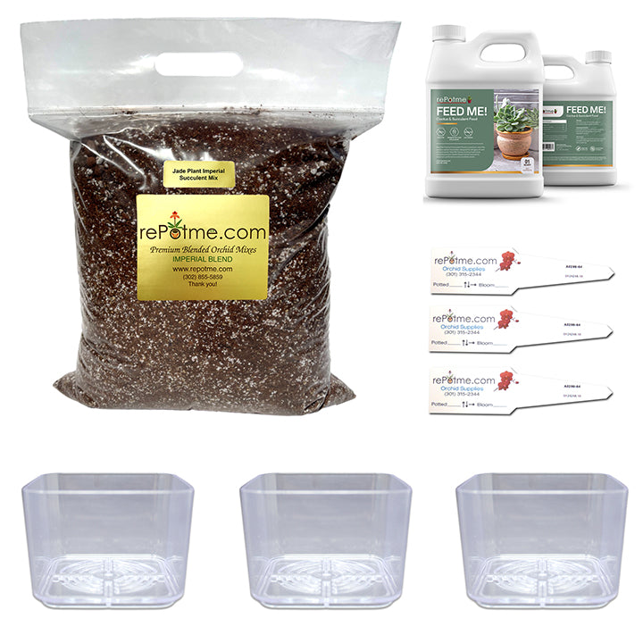 Jade Plant Succulent Starter Kit