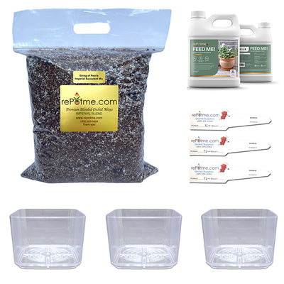 String of Pearls Succulent Starter Kit