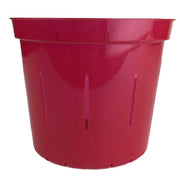 Ruby Red Slotted Violet Pot - Slot-Pots