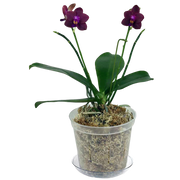 6" Slotted Clear Orchid Pot