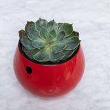 6 inch Aqua Core Self Watering Pot - Ruby Red