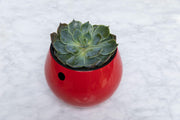 6 inch Aqua Core Self Watering Pot - Ruby Red