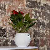 6 inch Aqua Core Self Watering Pot - Designer White