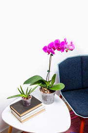 8" Rose Quartz Slotted Orchid Pot