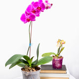 4" Crystal Clear Slotted Orchid Pot