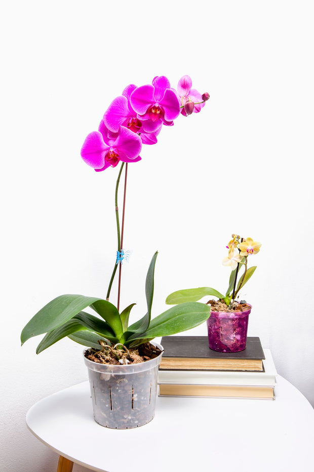 Phalaenopsis Orchid Starter Kit