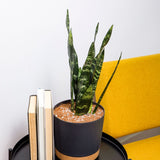 11.5" Contemporary Flower Pot with Saucer - Shadow Gray