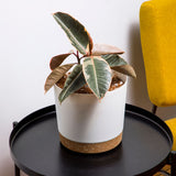 11.5" Contemporary Flower Pot with Saucer - Designer White