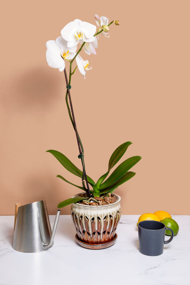 6" Honey Cream Over Copper Pinwheel Fluted Orchid Pot