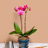 6" Teal Jade Pinwheel Fluted Orchid Pot