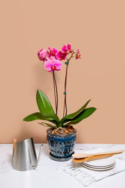 6" Teal Jade Pinwheel Fluted Orchid Pot